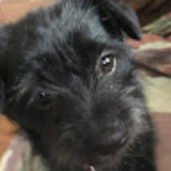 Meet your Posher, Debbie - Picture 1 of 1